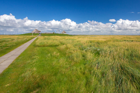 Natur in Friedrichskoog