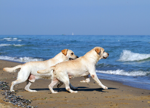 spielende Hunde am Strand auf Usedom