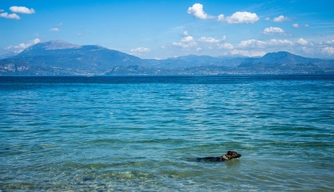 Hund im Gardasee
