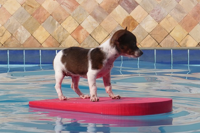 Ferienhaus mit Hund und Pool