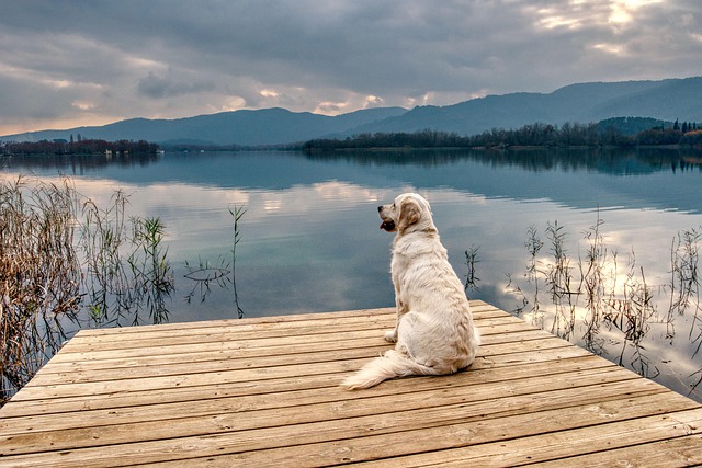 gøre ondt Store Solrig Urlaub mit Hund am See
