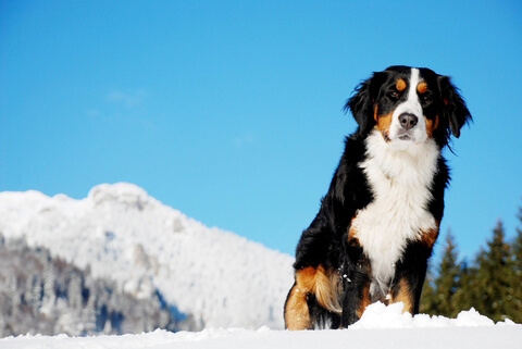 Urlaub mit Hund im Schnee